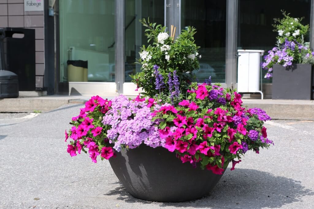 Blommande säsongsplantering